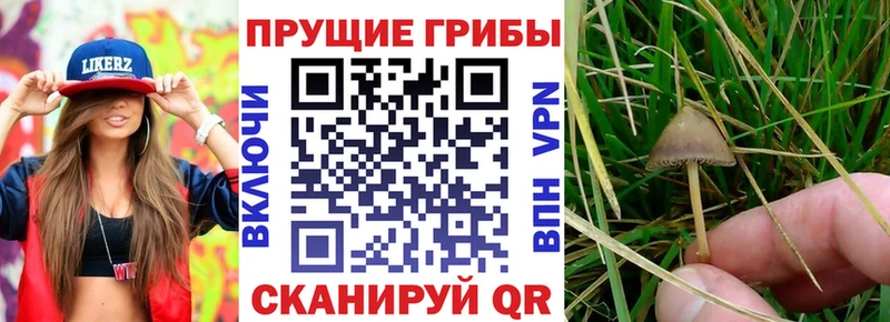 Псилоцибиновые грибы мицелий  как найти закладки  Павловская 